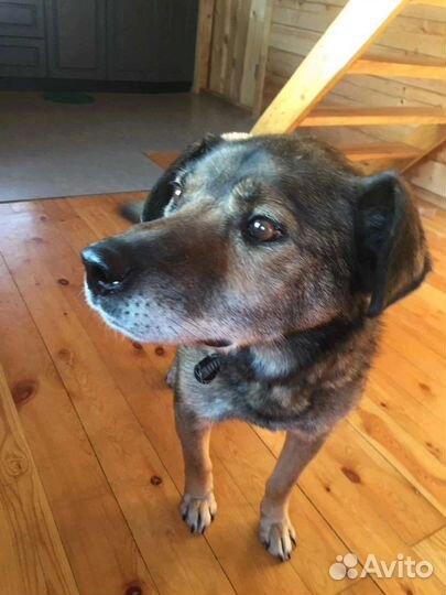 Собака в добрые руки