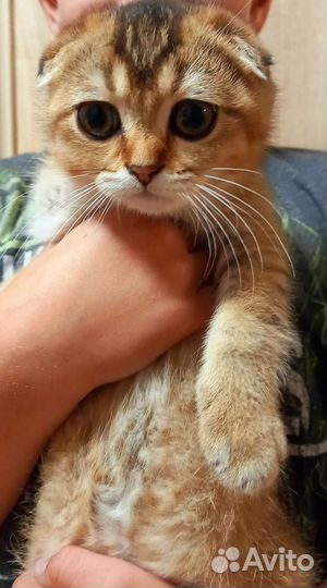 Шотландские котята текированные золотые ny25