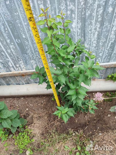 Саженцы абрикоса