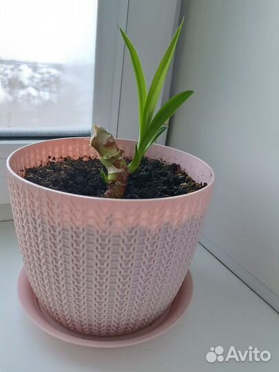 Пальма юкка