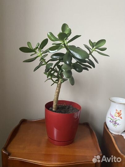 Толстянка - денежное дерево