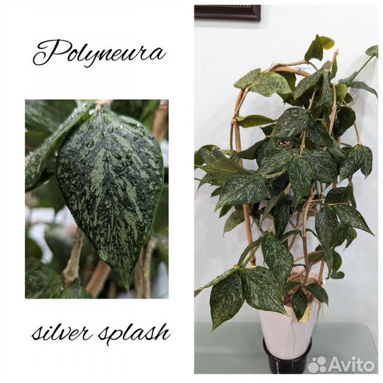 Хойя срезы 2