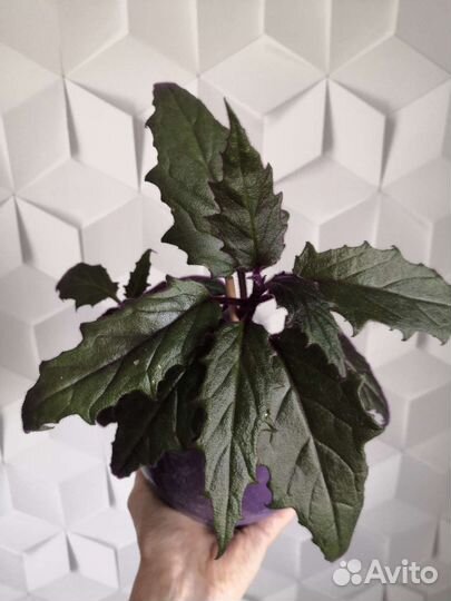 Суккуленты