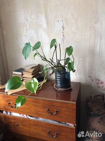 Монстера Карвинского