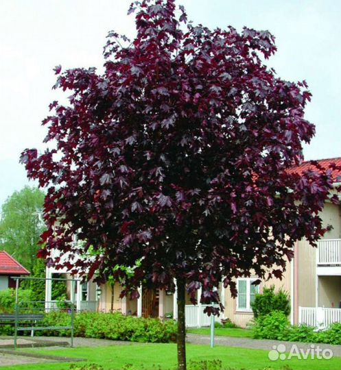 Клен роял ред