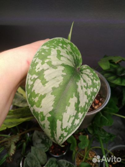 Сциндапсус, эпипремнум