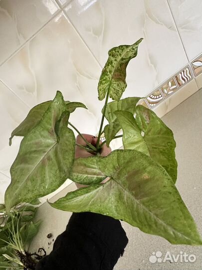 Сингониум милк конфетти и триколор