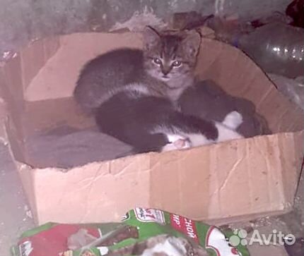 Воспитанные котята