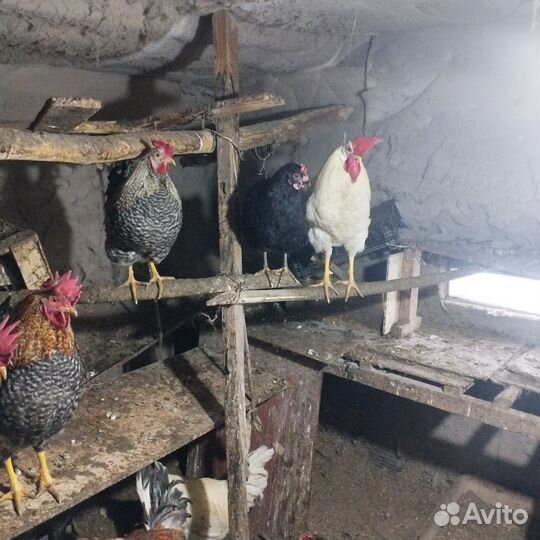 Молодые петухи