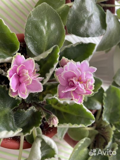 Цветущие фиалки