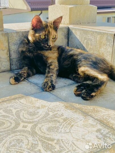Котенок девочка трехцветка ищет дом