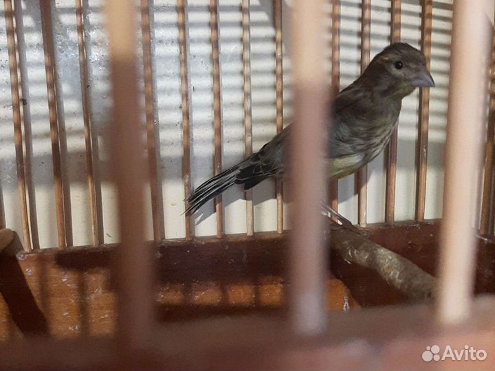 Канарейки.Кеноры певчие