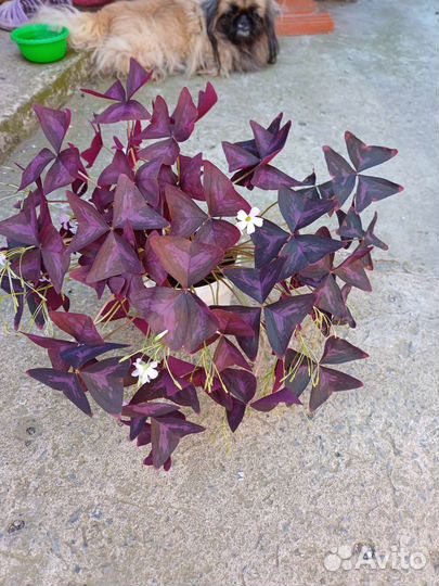 Кислица фиолетовая