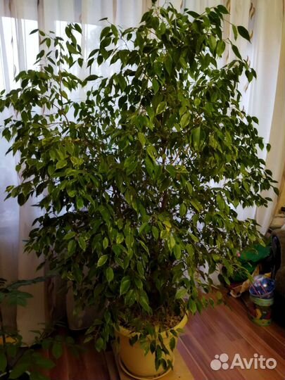 Фикус бенджамина