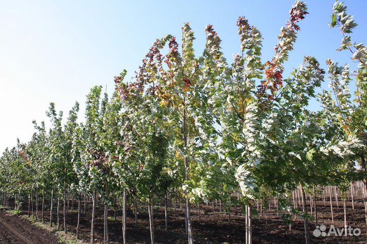 Саженцы в ассортимент,дуб,клен,платан,можжевельник