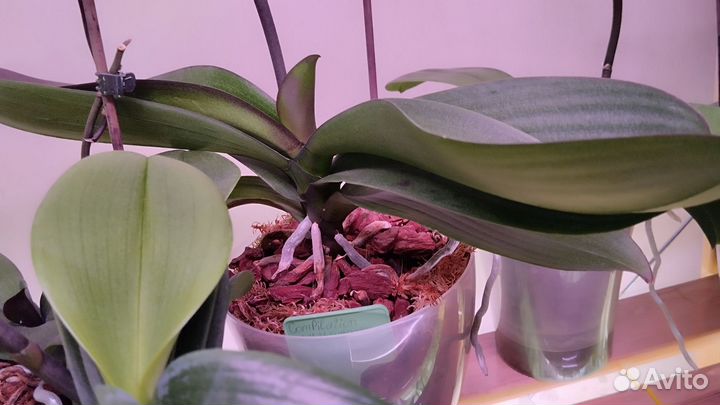 Орхидея фаленопсис. Сорт Компилейшен