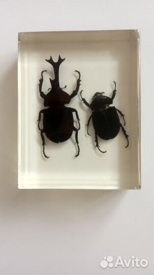 Коллекционный жук- носорог