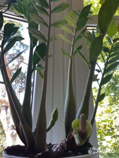 Замиокулькас