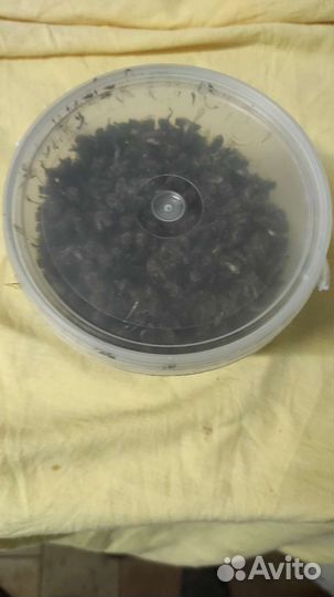 Пчелиный подмор