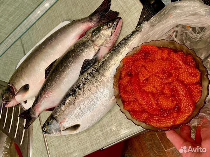 Горбуша охлаждённая икорная