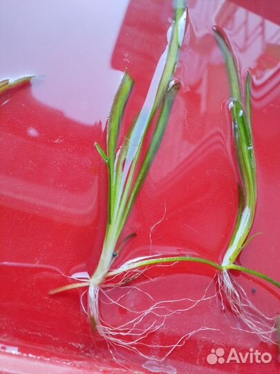 Аквариумные растения валлиснерия