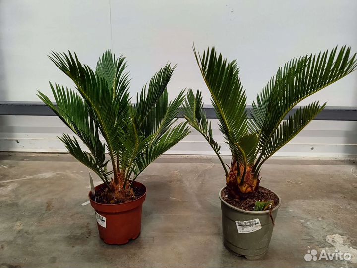 Цикас революта