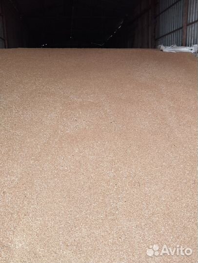 Пшеница 4 класс