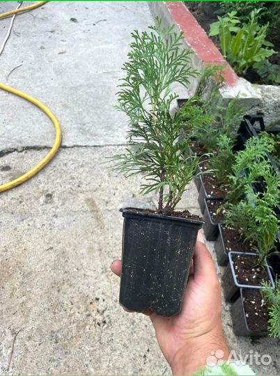 Саженцы туи Смарагд опт