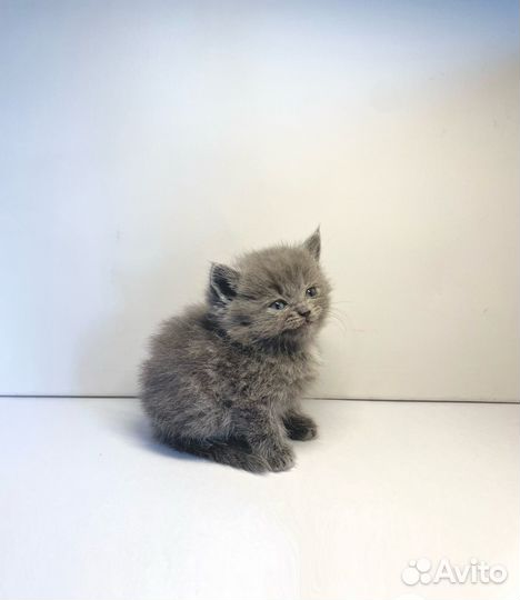 Британские котята мальчики