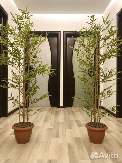 Бамбук Новые