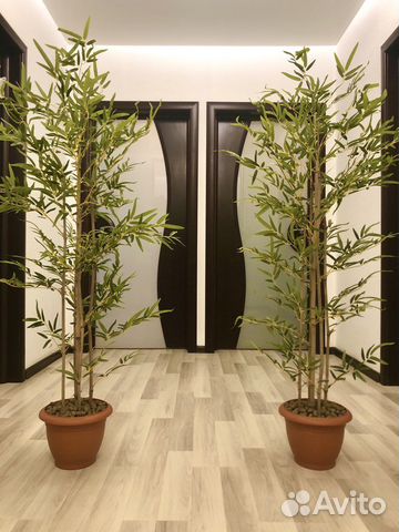 Бамбук Новые