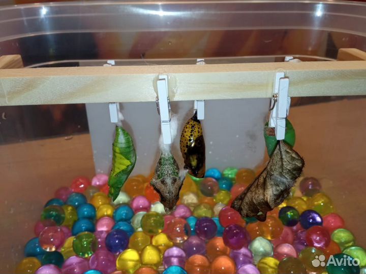 Увлекательная детская ферма бабочек с 3 куколками