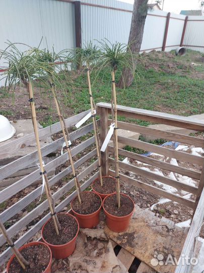 Туя Whipcord на штамбе