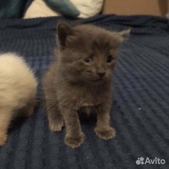 Котята отдам бесплатно