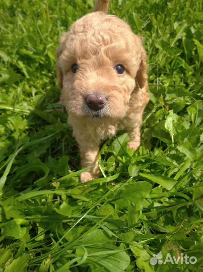 Щенки карликового пуделя