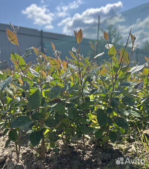 Кизильник блестящий