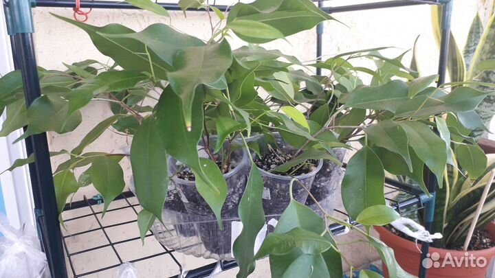 Фикус бенджамина Даниэль