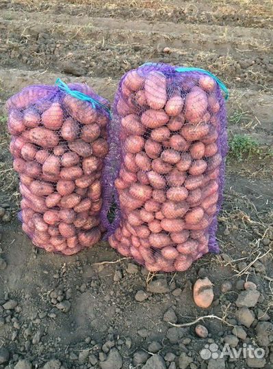 Картофель оптом