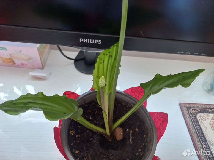 Дримиопсис