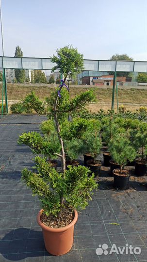 Купресоципарис Кастлевелланд Голд бонсай С18 Н140