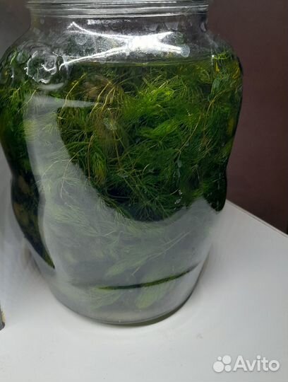 Роголистник в аквариум за шоколадку