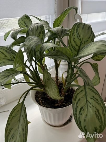 Комнатные цветы (ктенанта, аглаонема)