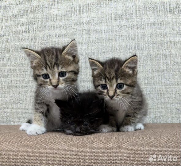 Отдам в добрые руки замечательных котят