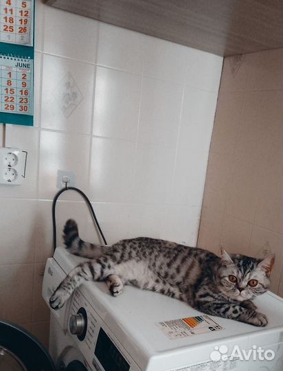 Кошка на вязку