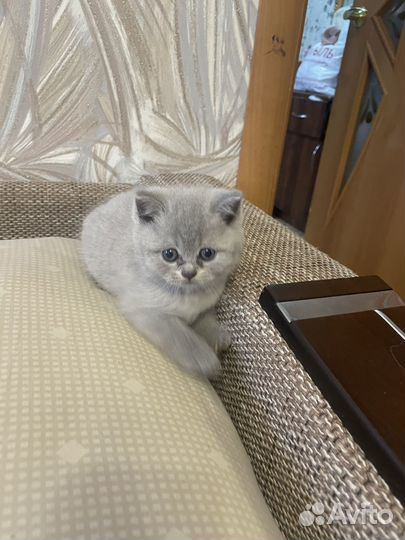 Продам шотландских котят