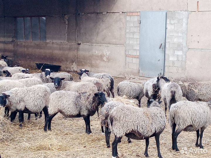 Овцы, бараны и баранчики романовские