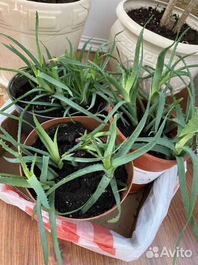 Алоэ лечебный