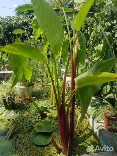 Таллия Красностебельная