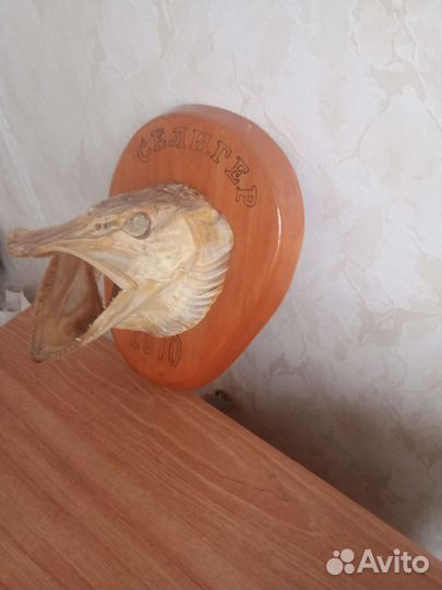 Чучело головы щуки