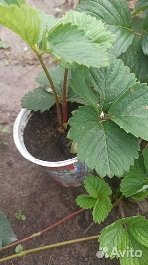 Рассада клубники